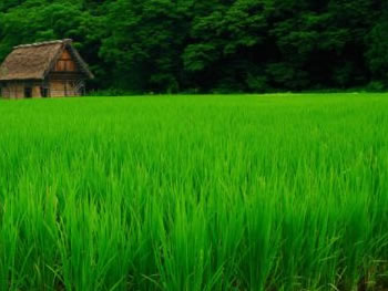海南省三亚市正在建设国家野生水稻种子资源苗圃